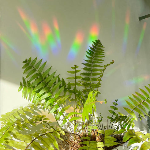 Regenbogen Maker | Regenbogen Prisma Effekt