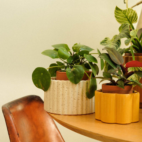 Selbstbewässernder Topf Paula M | creme