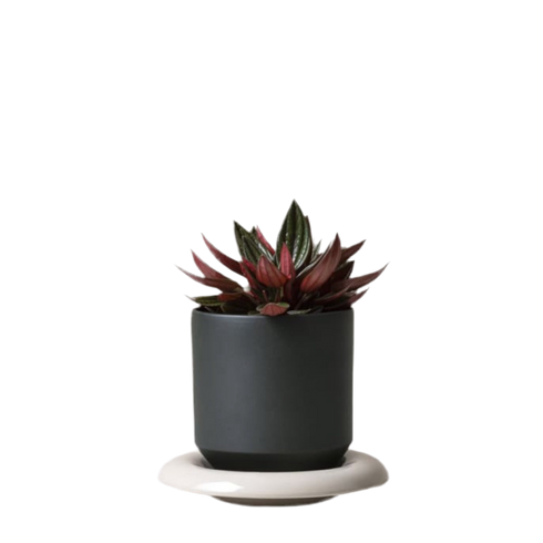 Unterteller für Lily | sandstone