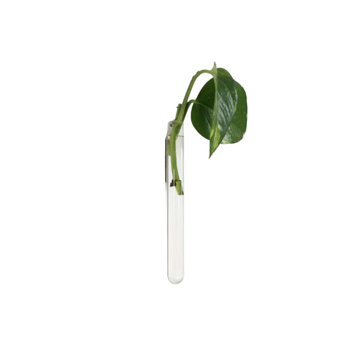 Magnetische mini-Vase | clear