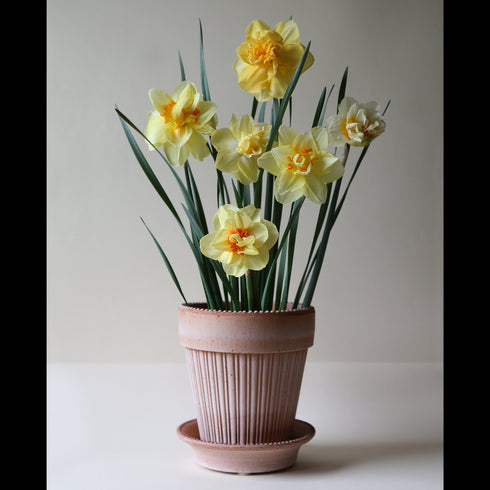 Blumentopf Simona | terracotta