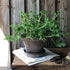 Blumentopf Daisy | grau