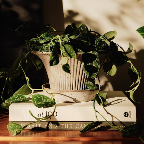 Blumentopf Daisy | grau