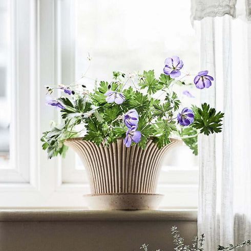 Blumentopf Daisy | terracotta