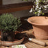 Blumentopf Daisy | terracotta