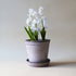 Blumentopf Helena classic | grau