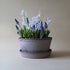 Blumentopf Helena low | grau