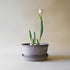 Blumentopf Helena low | grau