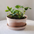 Blumentopf Helena low | terracotta