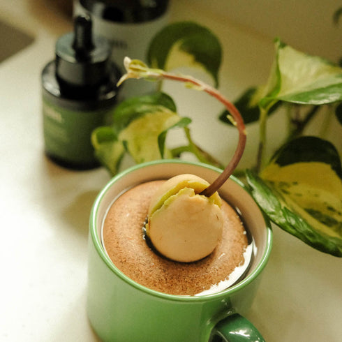 Grow Kit Ring für Avocado | Gigi