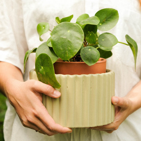 Selbstbewässernder Topf Paula M | grün