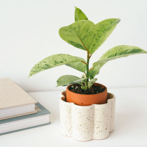 Selbstbewässernder Topf Paulita S | creme