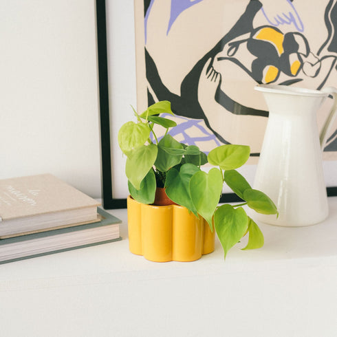 Selbstbewässernder Topf Paulita S | gelb