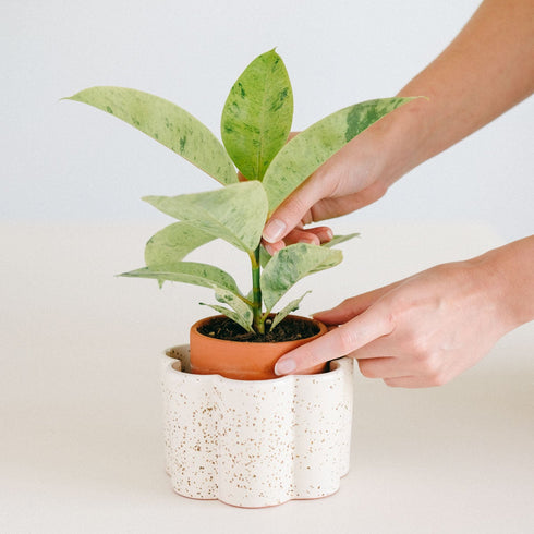 Selbstbewässernder Topf Paulita S | creme