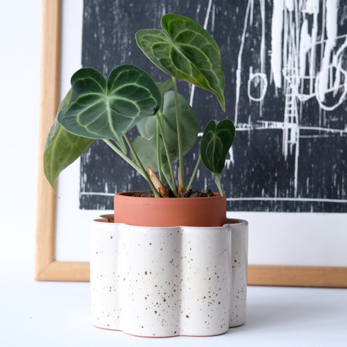 Selbstbewässernder Topf Paulita S | creme