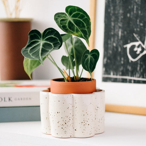 Selbstbewässernder Topf Paulita S | creme