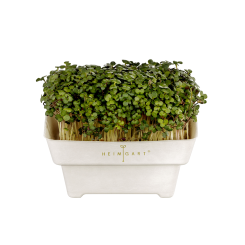 Anzuchtschale Microgreens | kompostierbar