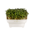 Anzuchtschale Microgreens | kompostierbar