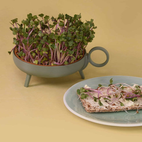 Sprouting Plate | green