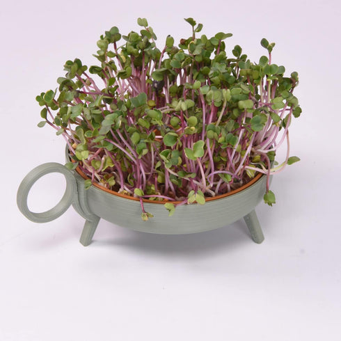 Sprouting Plate | green