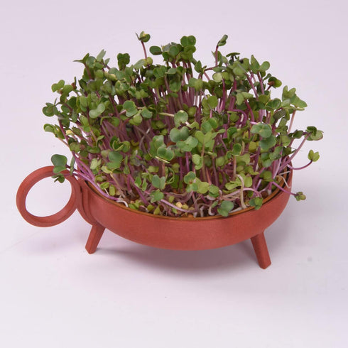 Sprouting Plate | brick