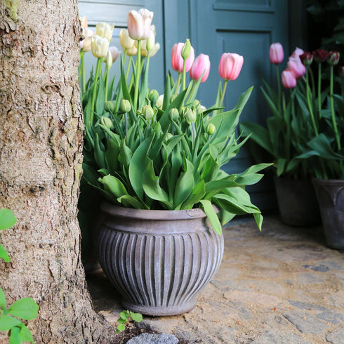 Blumentopf Piccolina | grau