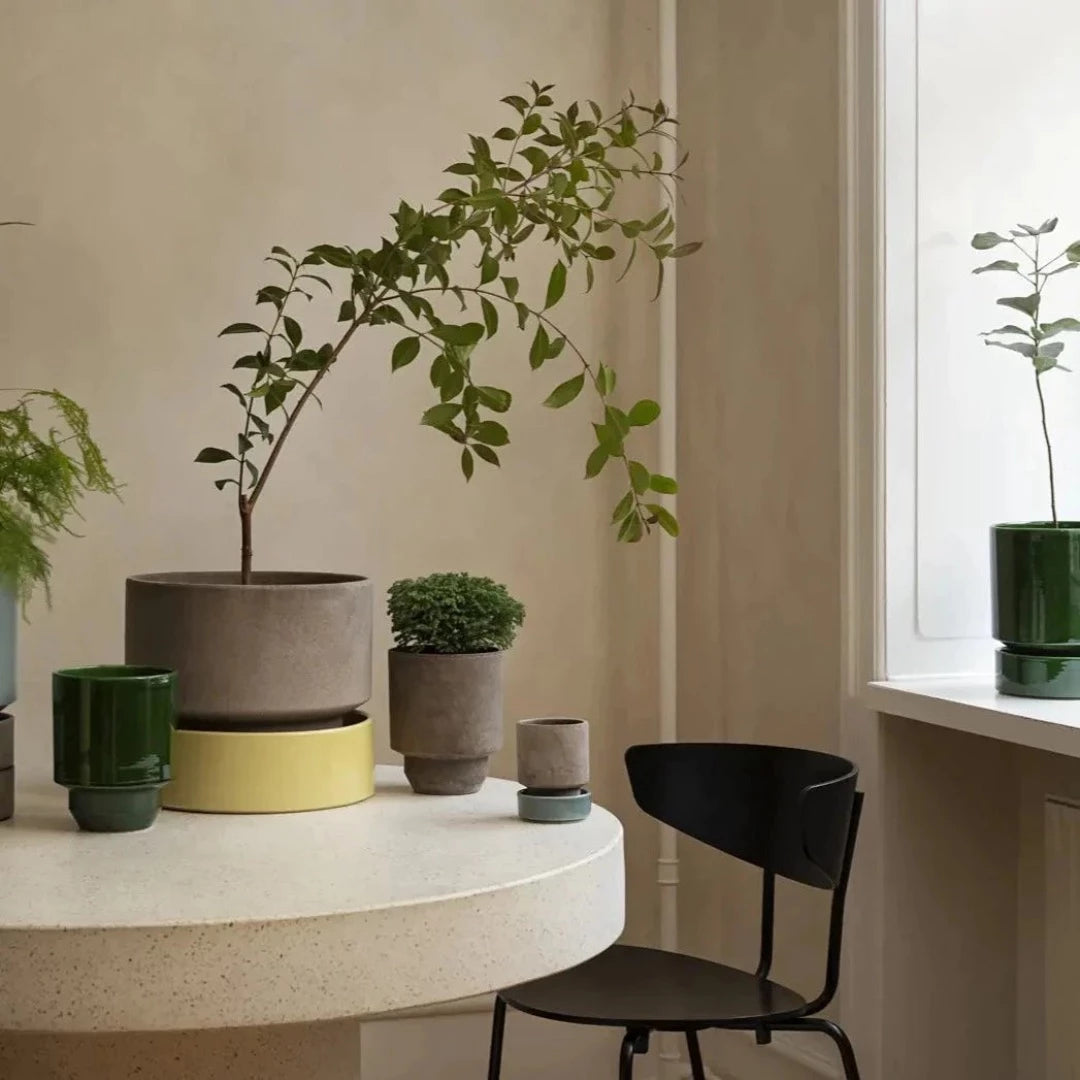 Bergs Potter Unterteller für Blumentopf 