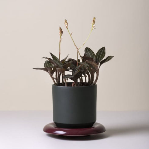 Unterteller für Lily | deep burgundy