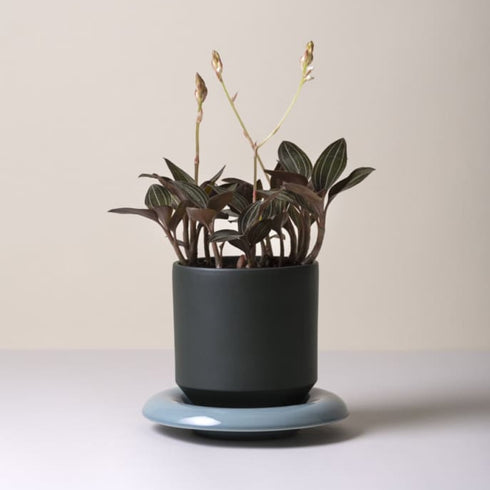 Unterteller für Lily | misty blue