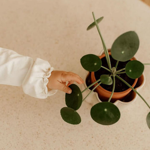 Selbstbewässernder Topf Paulita S | creme