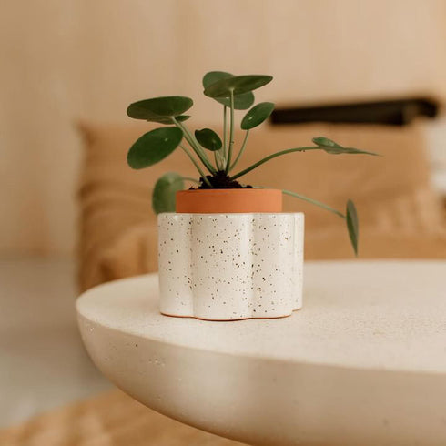 Selbstbewässernder Topf Paulita S | creme