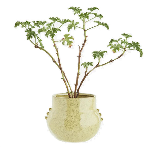 Blumentopf Keramik | gelb