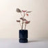 Hoff Pot glasiert | saphire blue