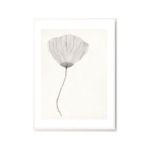 Gerahmter Kunstdruck Poppy | diverse Ausführungen