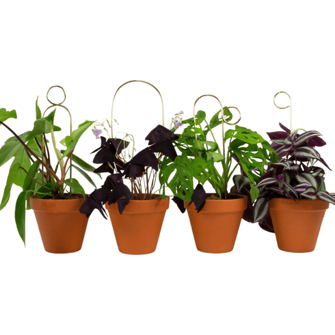 4er Set Mini Rankhilfe | gold