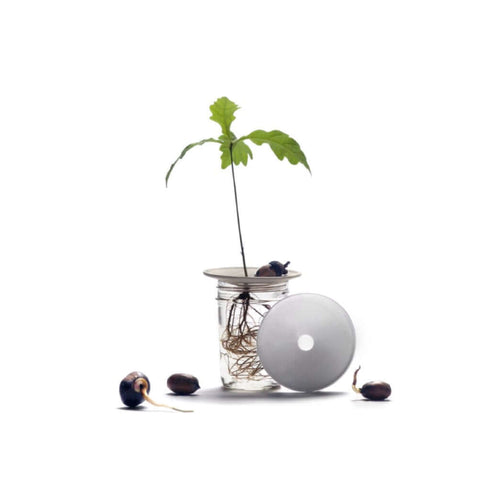 Porzellan Keim-Platte für Pflanzenableger | S