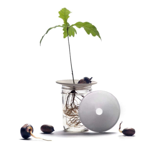 Porzellan Keim-Platte für Pflanzenableger | S