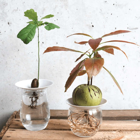 Propagation Starter Set für Pflanzenableger