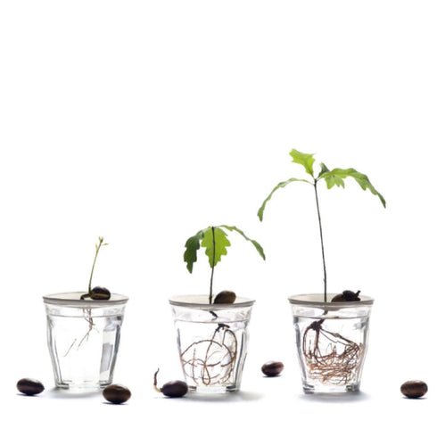 Propagation Starter Set für Pflanzenableger