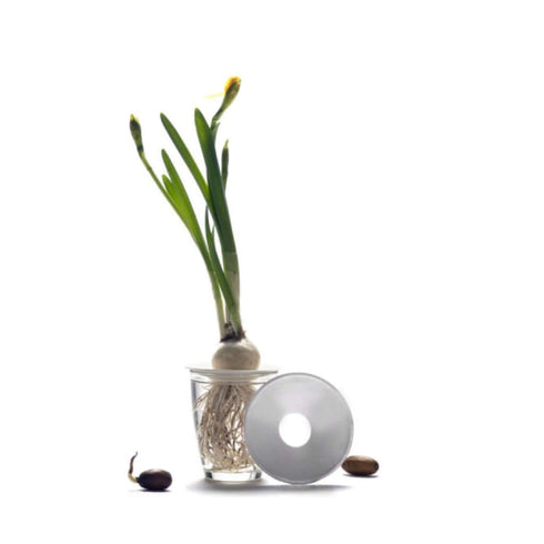 Porzellan Keim-Platte für Pflanzenableger | L