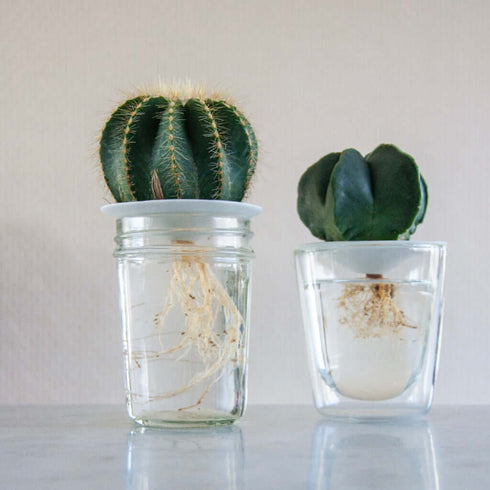 Porzellan Keim-Platte für Pflanzenableger | L