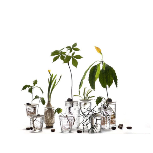 Porzellan Keim-Platte für Pflanzenableger | L