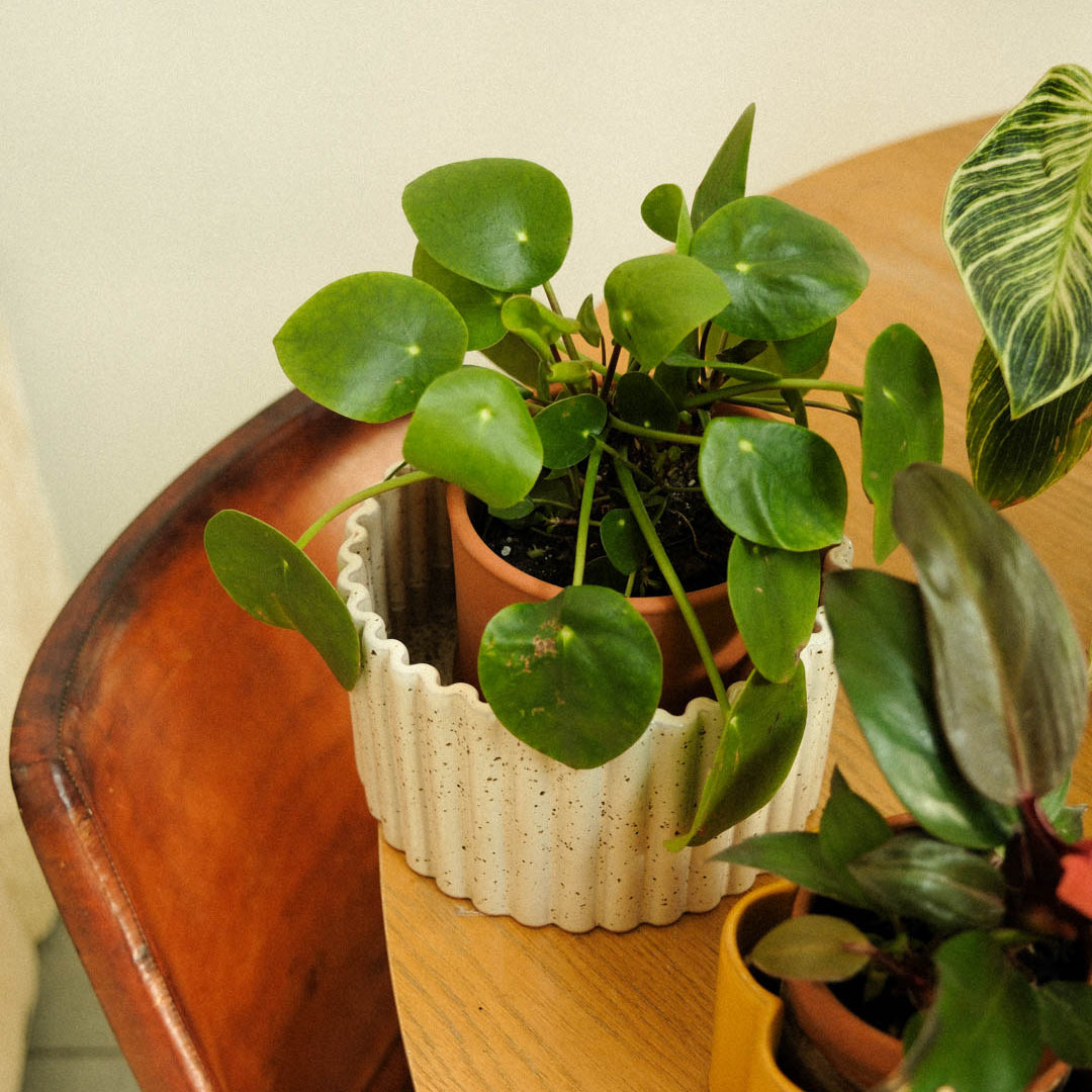 Self-watering Pot Paula M | cream