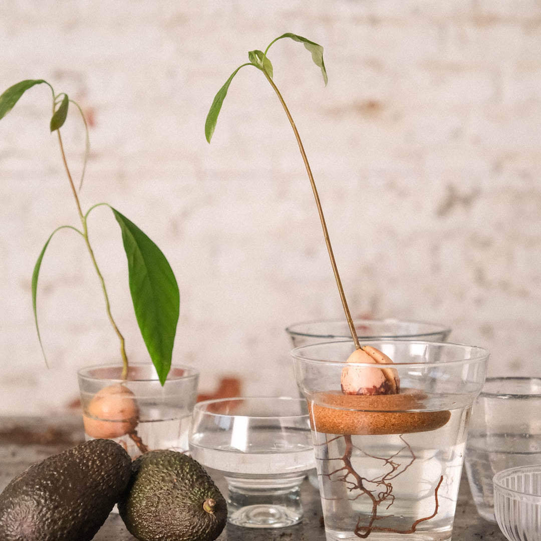 Anneau de culture pour avocat | Gigi