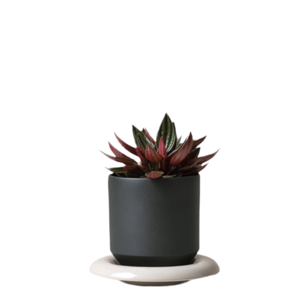 Saucer for Lily | sandstone