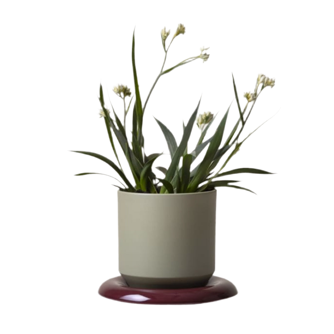 Saucer for Lily | deep burgundy