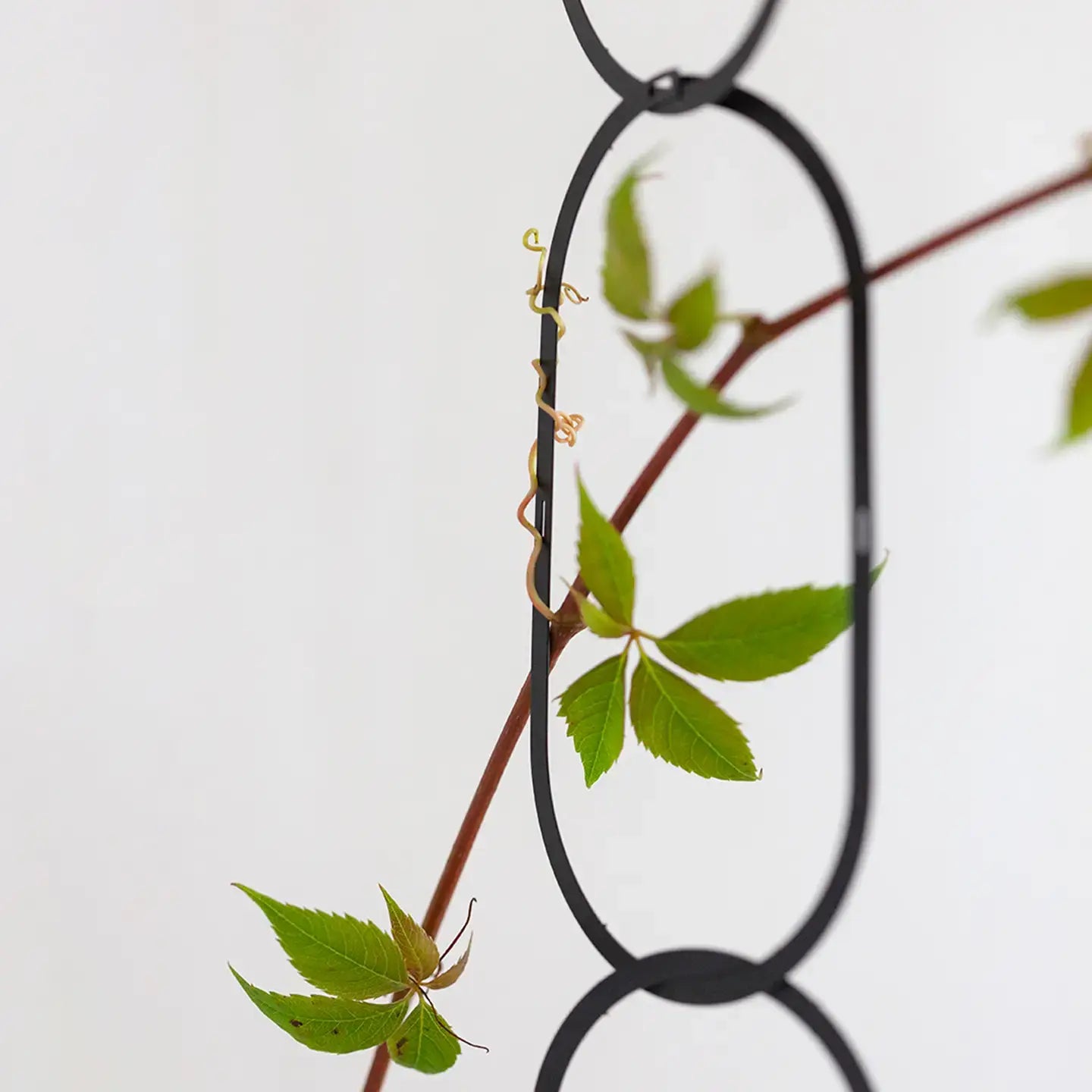 Trellis Chain | black