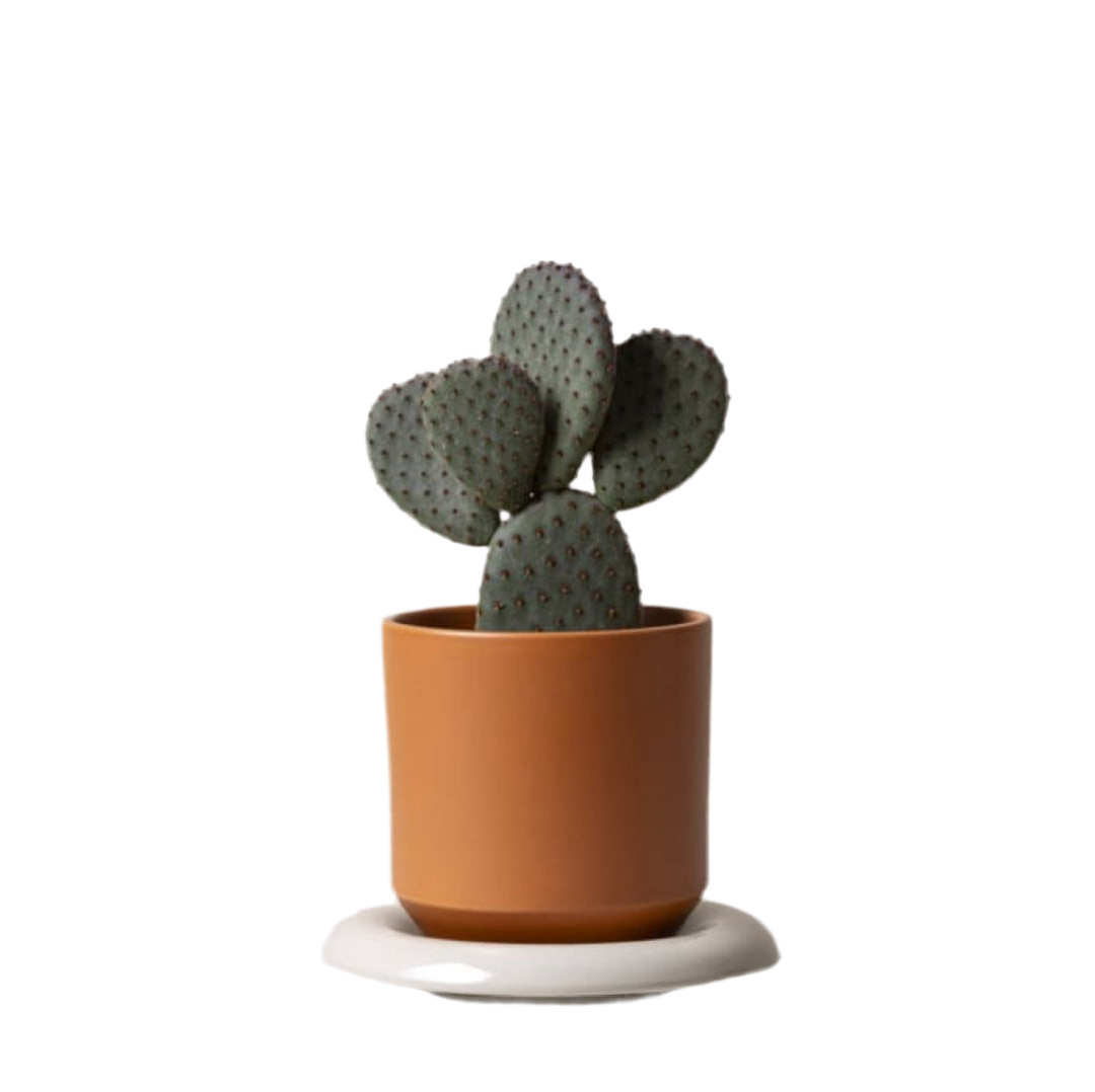 Saucer for Lily | sandstone