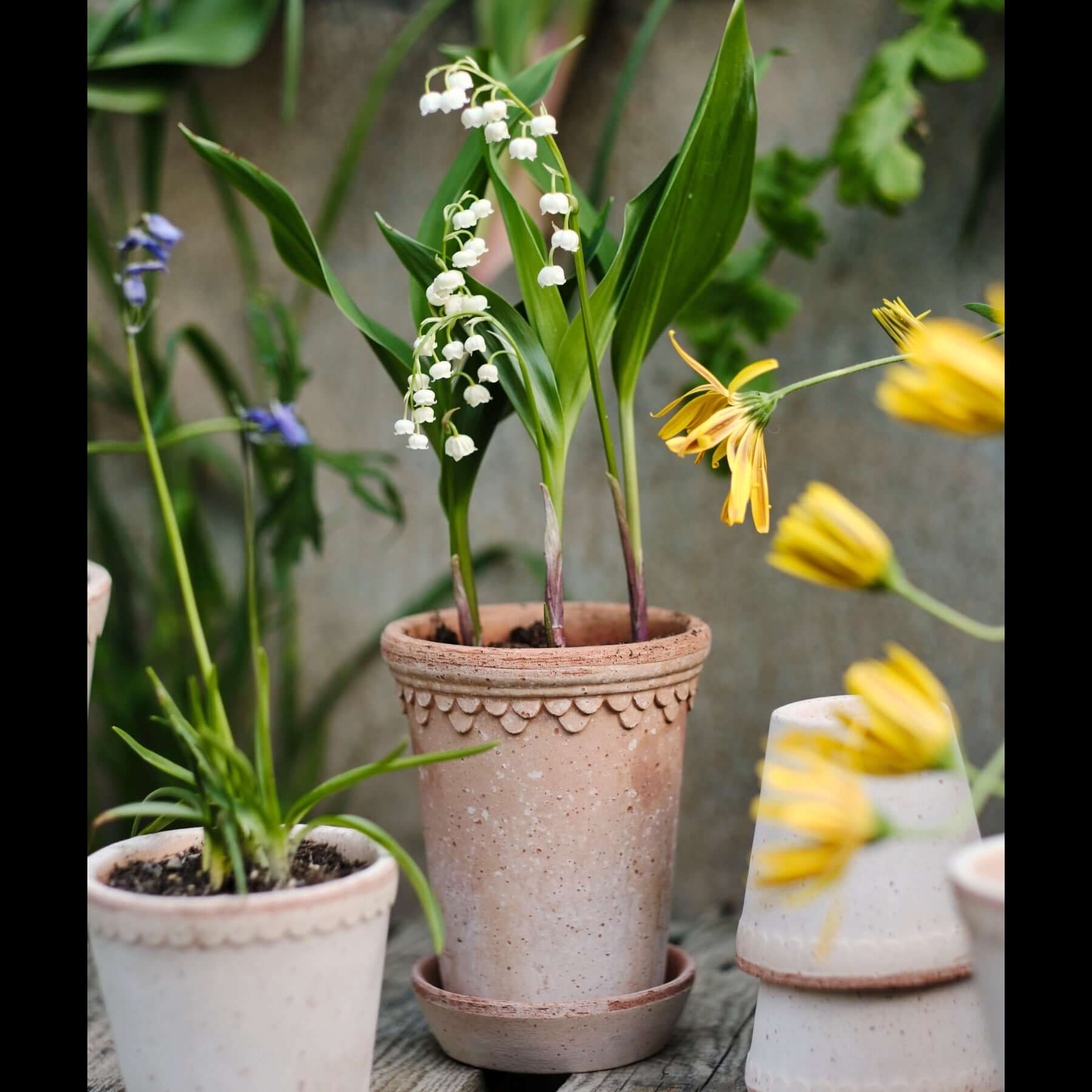 Pot de fleurs Københavner haut | terre cuite