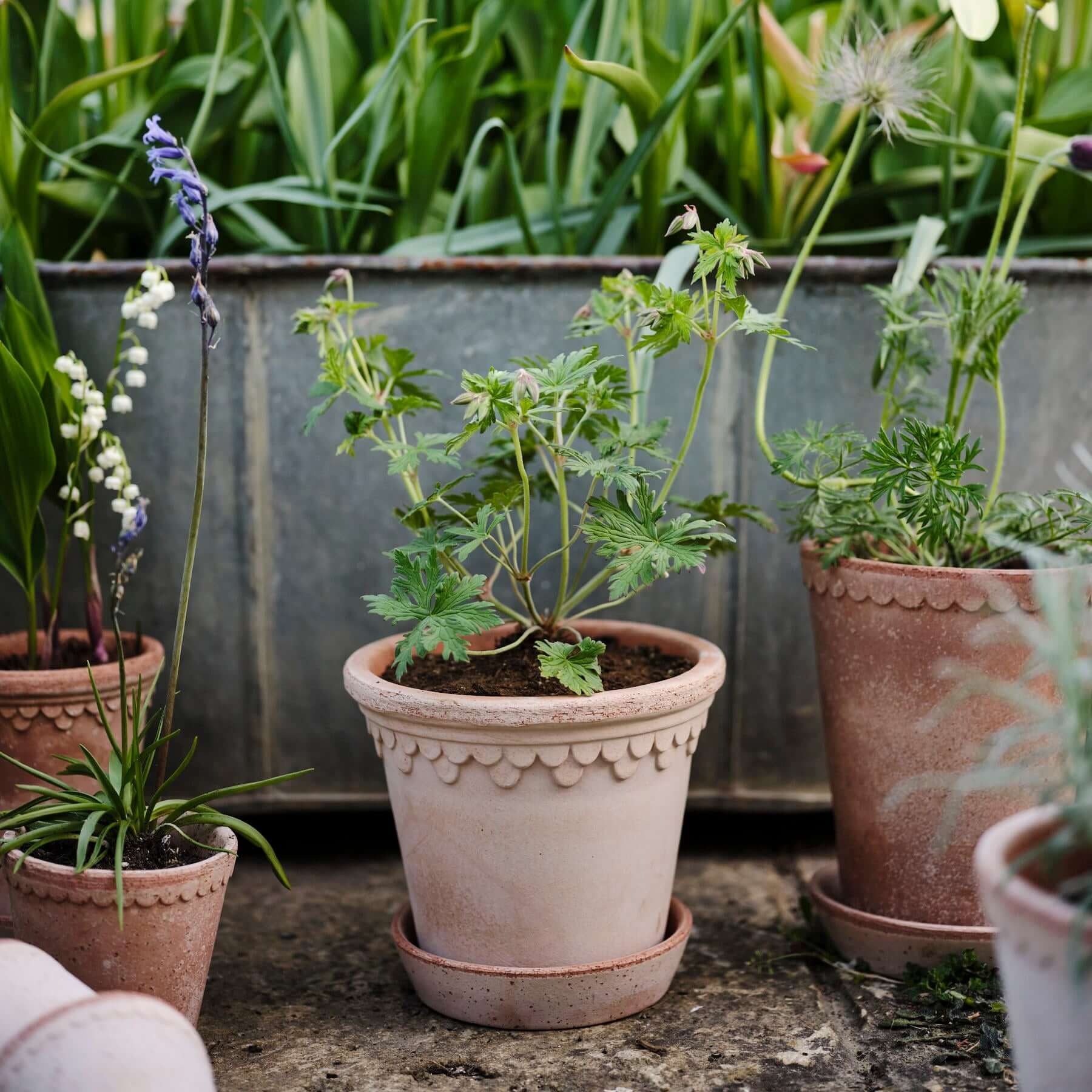 Pot de fleurs Københavner classic | terre cuite